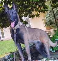 Belgian Shepherd Dog dogs - Advert 5