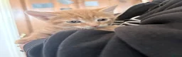 Domestic Shorthair cats for sale: 2 beautiful ginger baby’s  - Advert 12