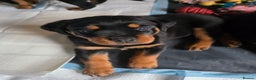 Rottweiler dogs for sale: Chunky Rottweiler puppies for sale  - Advert 10