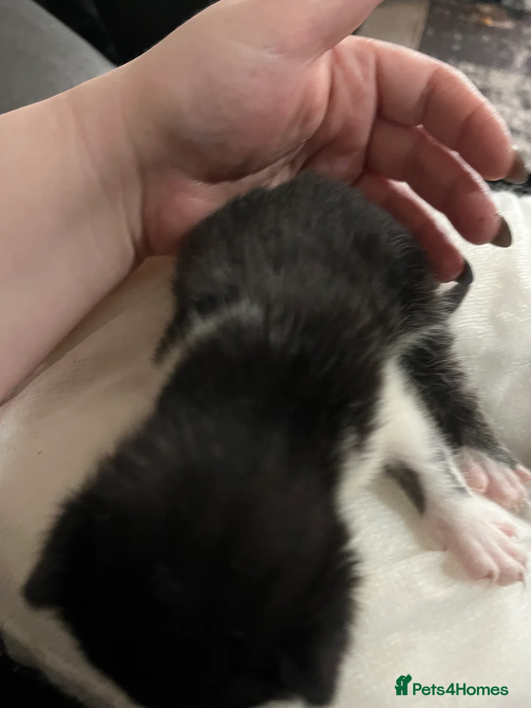 Mixed Breed cats for sale: Munchkin x kittens for adoption  - Advert 10