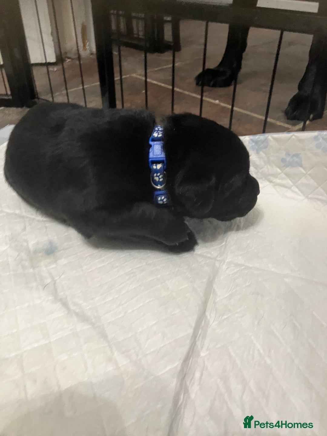 Labrador Retriever dogs for sale: Litter of 10 Beautiful black Puppies - Advert 18