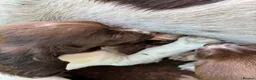 English Springer Spaniel dogs for sale: Willows pups. One girl remaining  - Advert 8