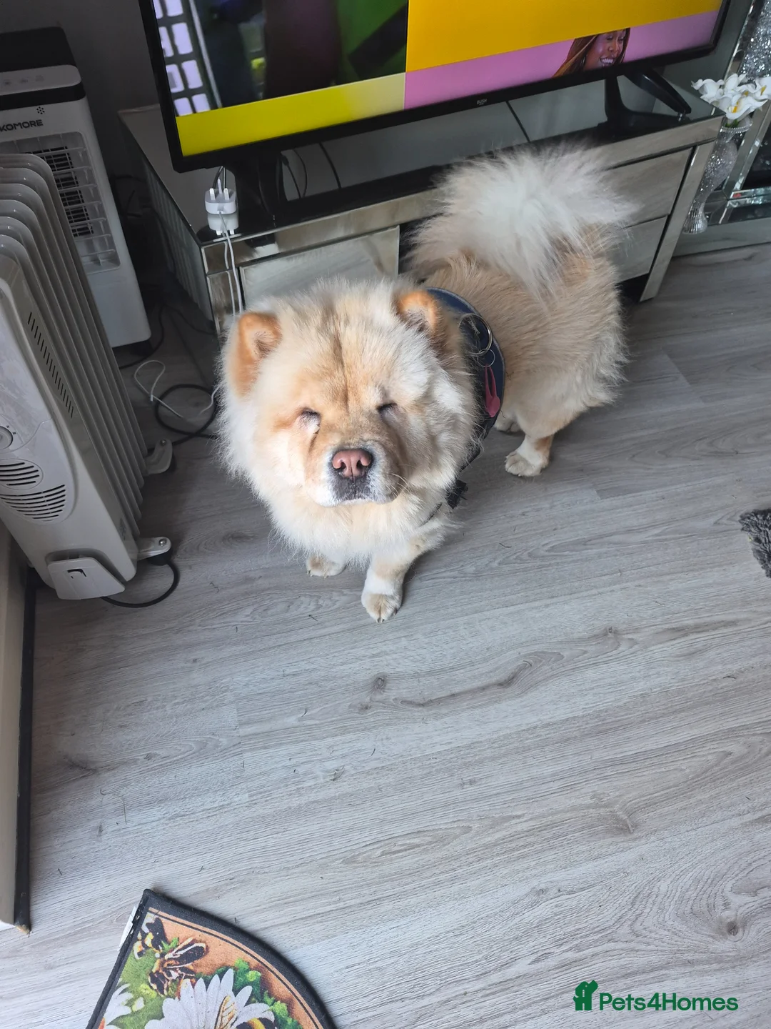 Chow Chow dogs for sale: Stunning Chow Chow female for rehome  in London - Advert 2