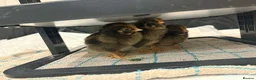 Chickens poultry for sale: Gold Laced Bantam Wyandotte Hatching Eggs  - Advert 4
