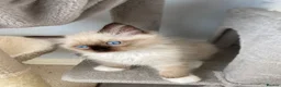 Ragdoll cats for sale:  (1 boy left) TICA REGISTERED, PUREBRED RAGDOLLS - Advert 15