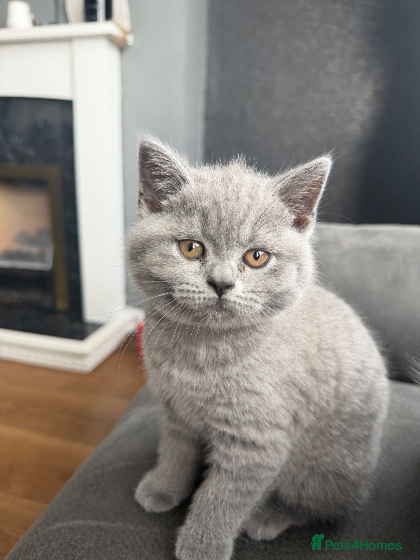British Shorthair cats Beautiful British shorthair kittens  - Advert 1