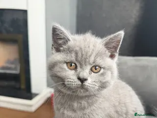 British Shorthair cats Beautiful British shorthair kittens - Advert 1