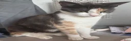 Mixed Breed cats for sale: 10 beautiful kittens in Birmingham - Advert 15