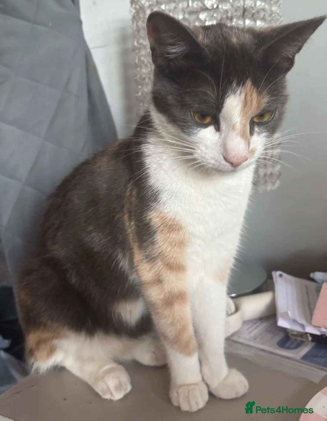 Mixed Breed cats for sale: 10 beautiful kittens in Birmingham - Advert 15