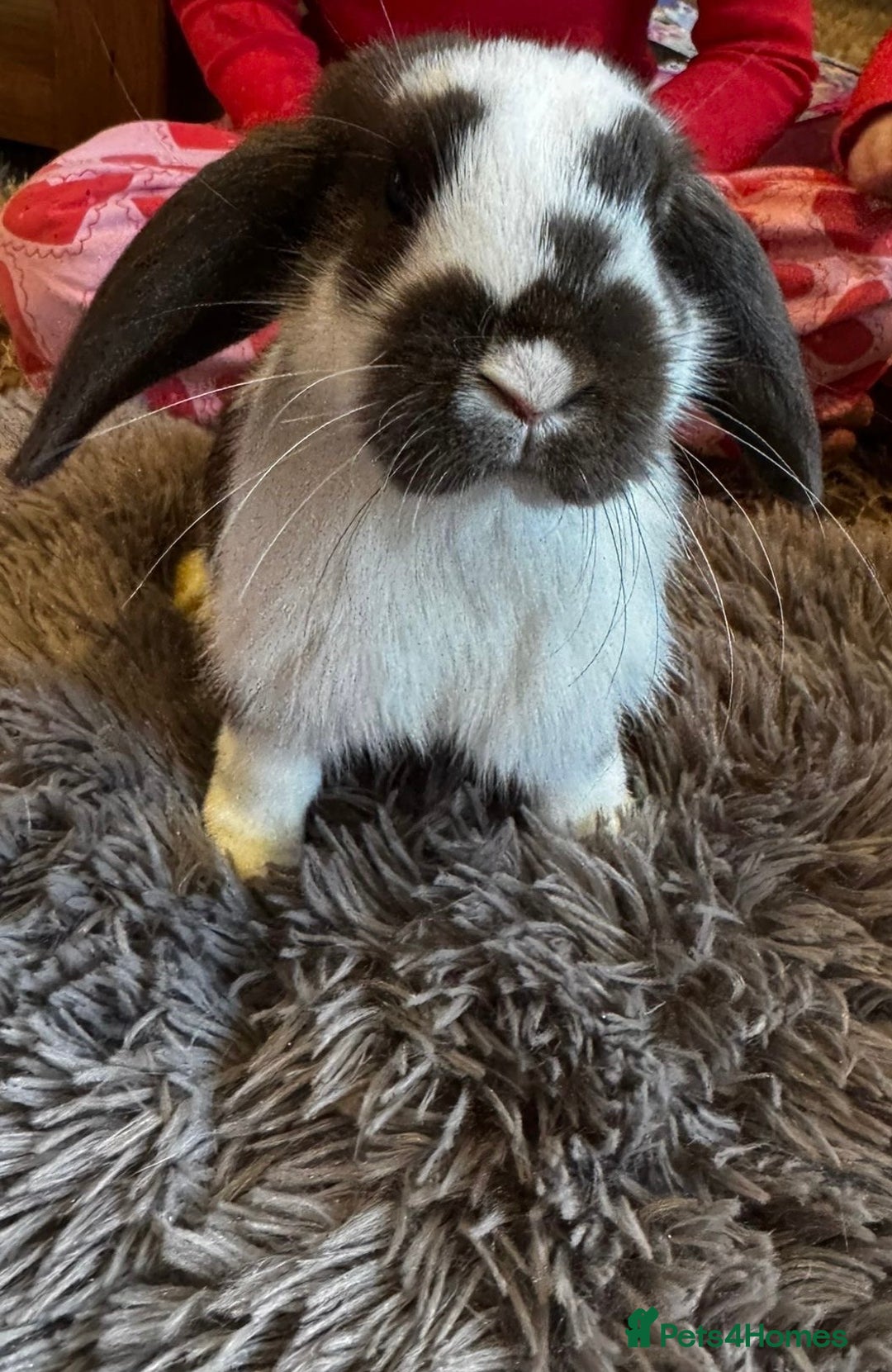 Mini Lop rabbits for sale: Trrrtrtttrttytrr I eerrrtrrtrrreeerrrrrrrrrreereee - Advert 3