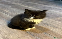 Mixed Breed cats for sale: Beautiful kittens for sale - Image 3