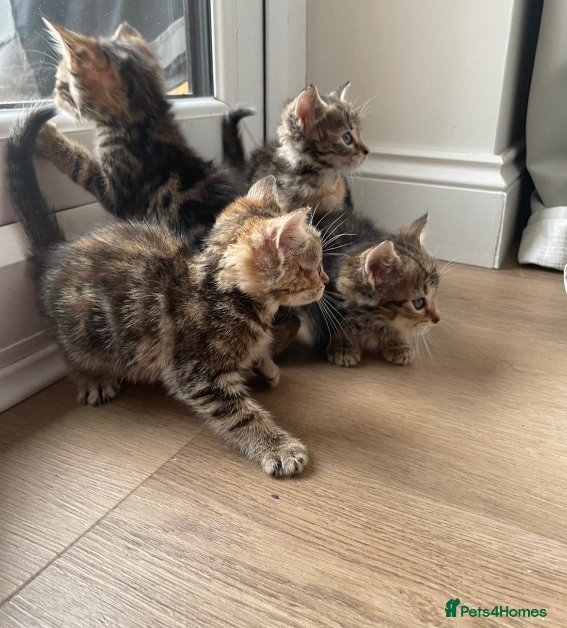 British Shorthair cats 4 x Beautiful Tortoiseshell Kittens  - Advert 4