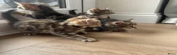 British Shorthair cats for sale: 4 x Beautiful Tortoiseshell Kittens  - Advert 1