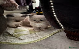 Ragdoll cats for sale: Mink Ragdoll kitten boys and girls - Image 2
