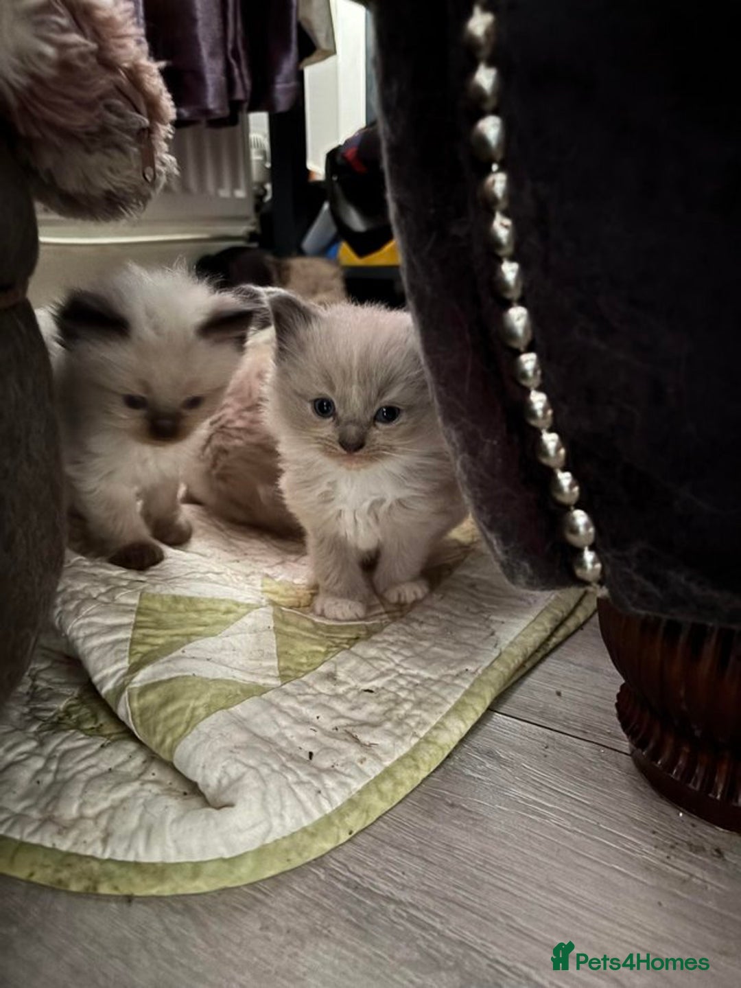 Ragdoll cats for sale: Mink Ragdoll kitten boys and girls - Image 2