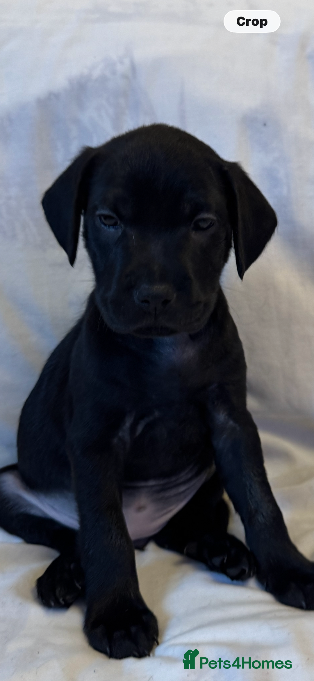 Mixed Breed dogs for sale: Mixed bread cavapoo-staff/sharpie - Advert 5