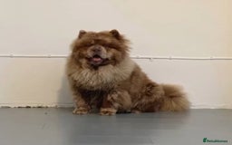 Chow Chow dogs for sale: Exotic colour chowsky puppies for sale  - Image 34