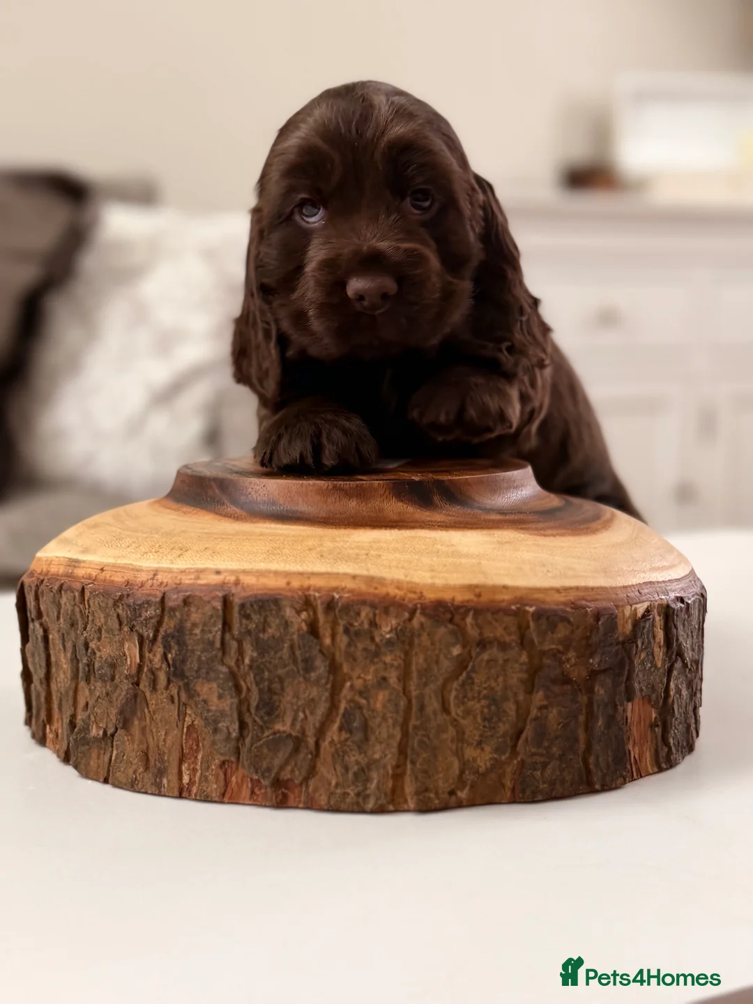 Cocker Spaniel dogs for sale: Show cocker spaniels  - Advert 2