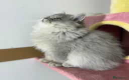 British Shorthair cats for sale: Beautiful boy and girl ready to leave now - Image 3