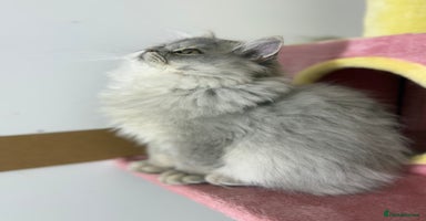 British Shorthair cats - Advert 8