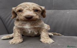 Cockapoo dogs for sale: stunning cockapoo puppies  - Image 4