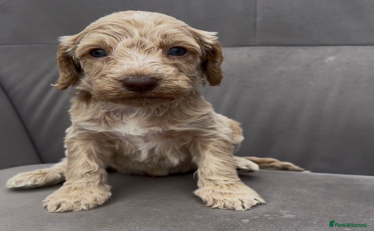 Cockapoo dogs - Advert 1