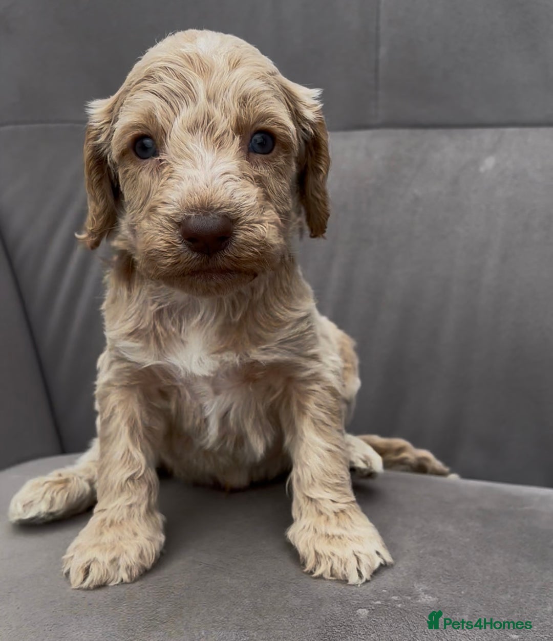 Cockapoo dogs for sale: stunning cockapoo puppies  - Image 4