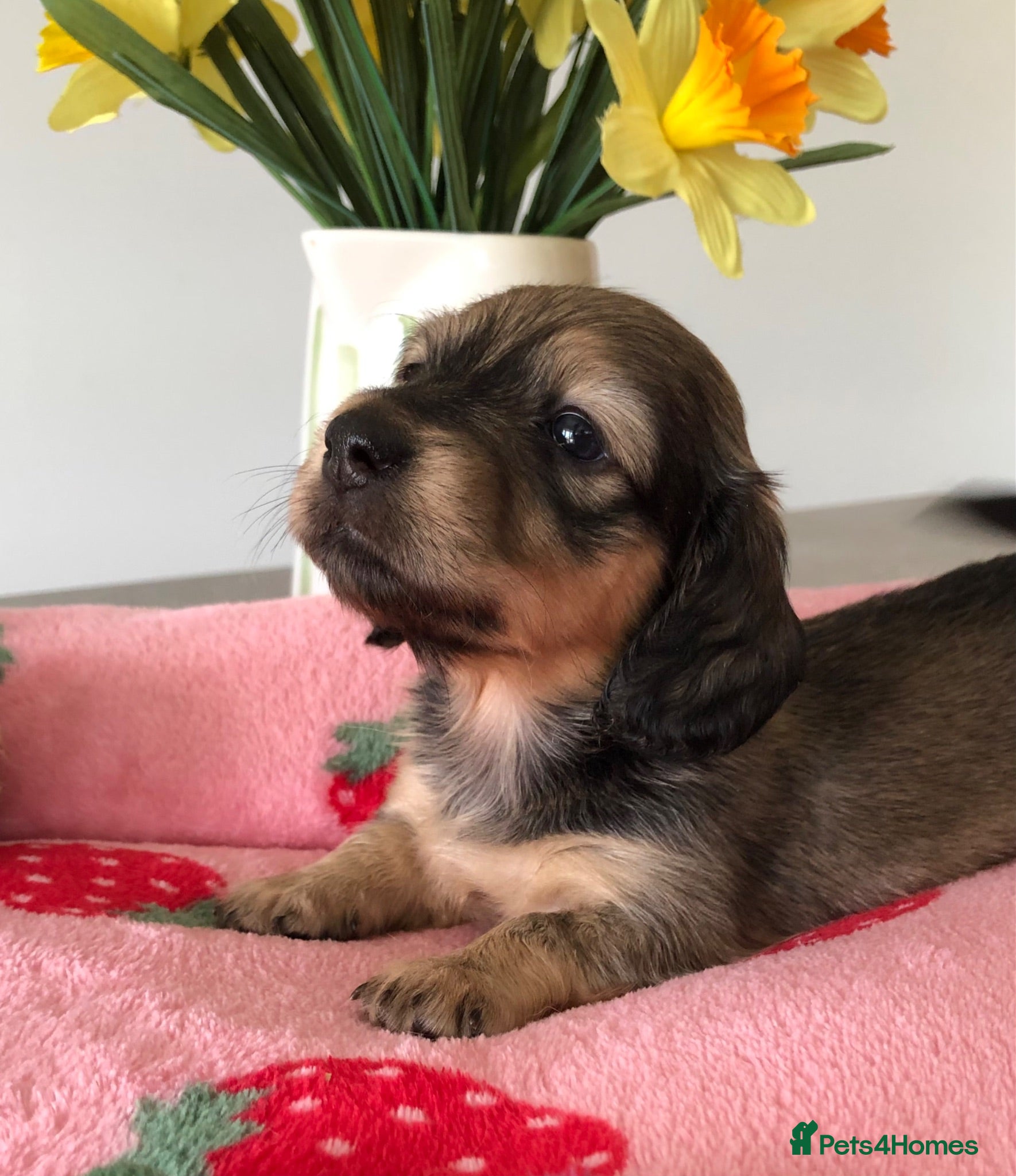 Miniature Dachshund dogs  K.C Reg Miniature Dachshunds L/H - Advert 10