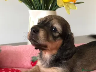 Miniature Dachshund dogs K.C Reg Miniature Dachshunds L/H - Advert 10