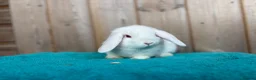 Mini Lop rabbits for sale: REW Mini Lop Babies Ready To Leave Now  - Advert 3