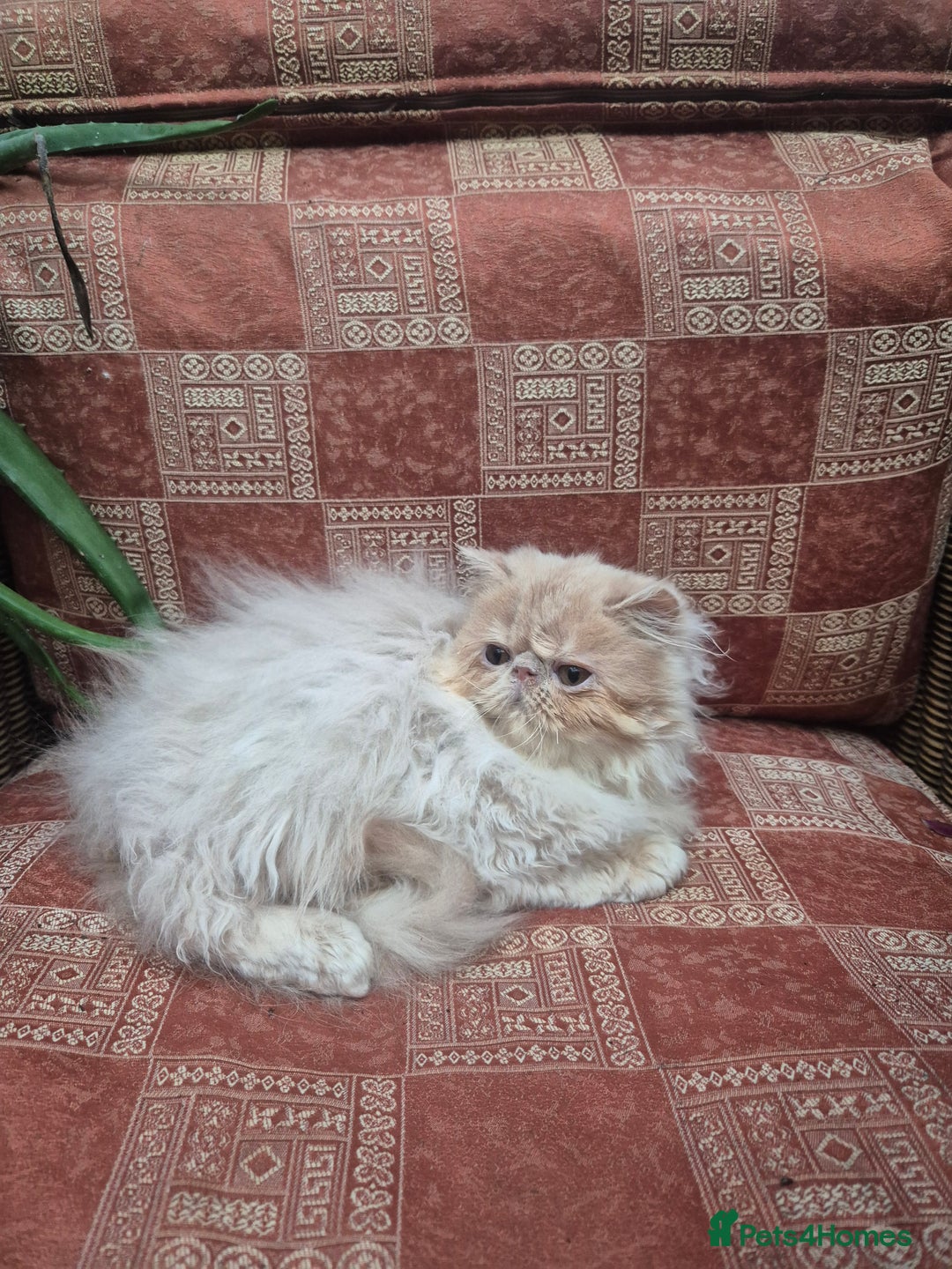 Persian cats for sale: 💙READY NOW💙🏆Champion sired Persian boy💙 😸  - Advert 7