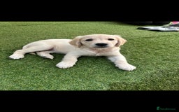 Golden Retriever dogs for sale: Beautiful Golden Retriever Puppies - Image 9