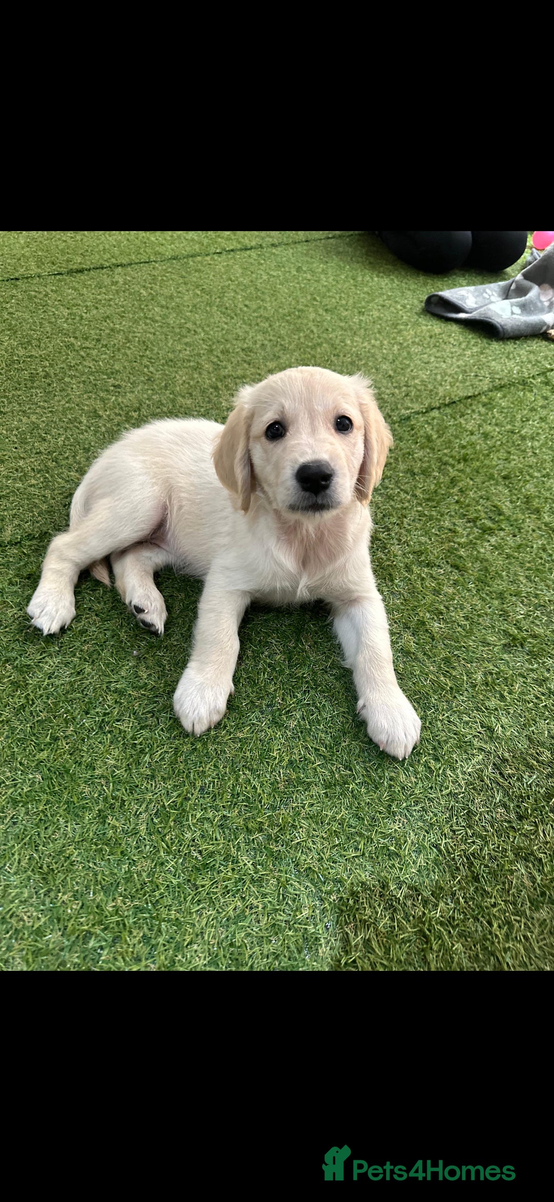 Golden Retriever dogs for sale: Beautiful Golden Retriever Puppies - Image 9