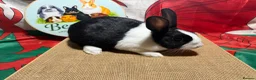 Dutch rabbits for sale: Gorgeous Dutch rabbits - Advert 5