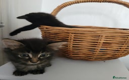 Ragdoll cats for sale: Cutest Ragdoll/Bengal mix kittens. - Image 10