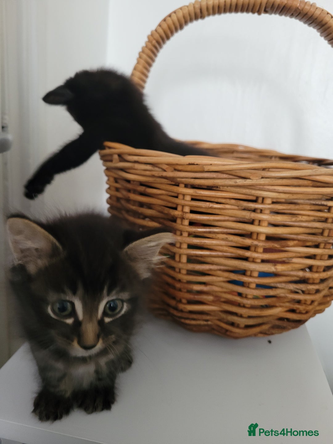 Ragdoll cats for sale: Cutest Ragdoll/Bengal mix kittens. - Image 10