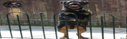 Rottweiler dogs for stud: Top KC Registered Rottweiler Stud Simba - Advert 14
