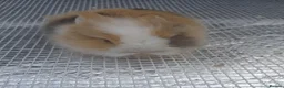 Lionhead rabbits for sale: Lionhead  - Advert 7