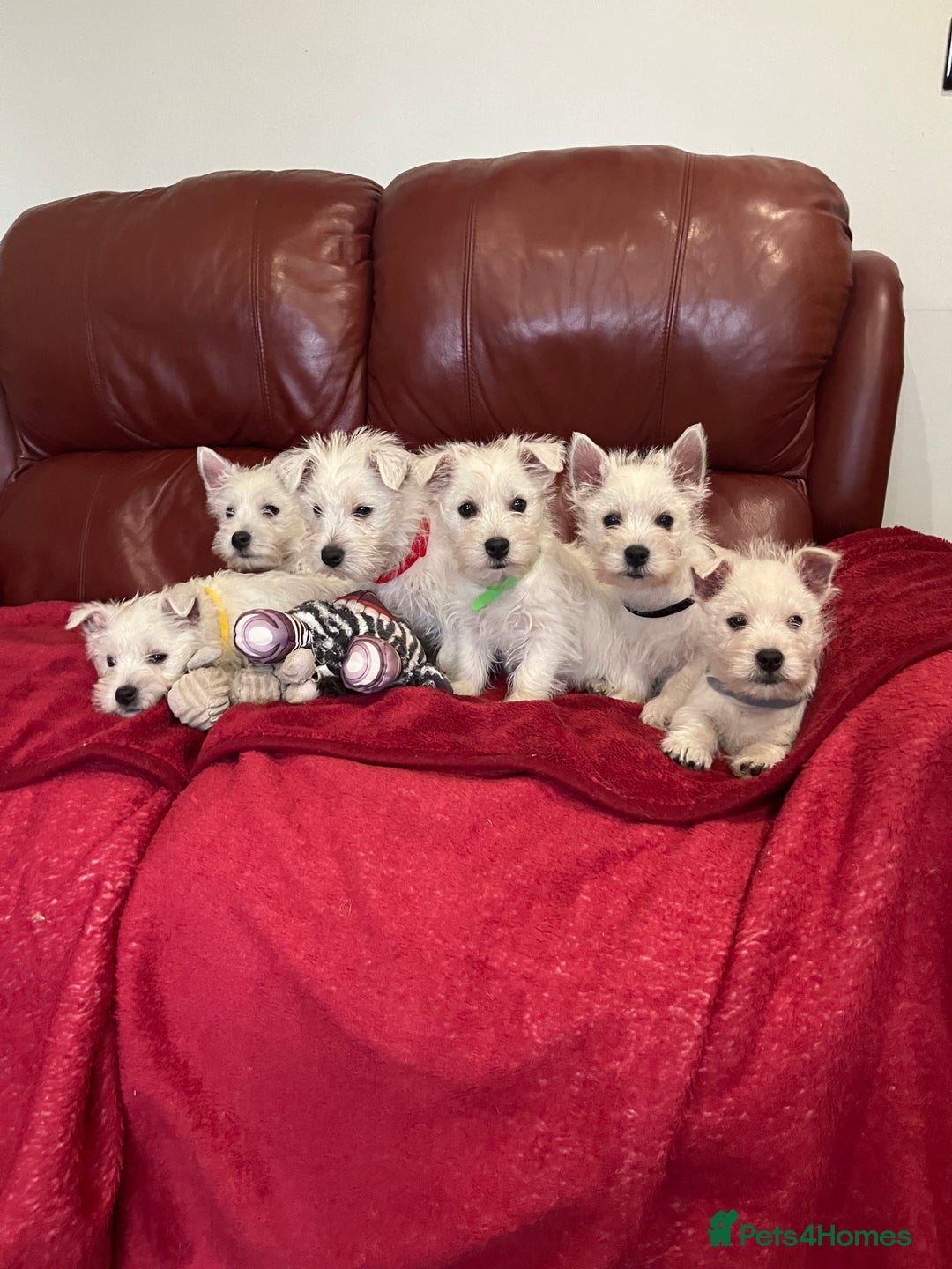 West Highland Terrier dogs for sale: 1 Boy Left   - Advert 4