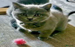 British Shorthair cats for sale: GCCF Chunky British Shorthair Kittens - Image 8