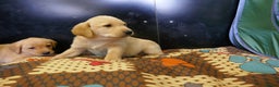 Labrador Retriever dogs for sale: ADORABLE LABRADOR PUPPIES KC REGISTERED - Advert 12
