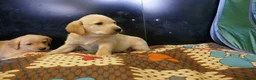 Labrador Retriever dogs for sale: ADORABLE LABRADOR PUPPIES KC REGISTERED - Advert 12