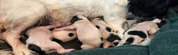 Sprocker dogs for sale: Sprocker puppies  - Advert 9