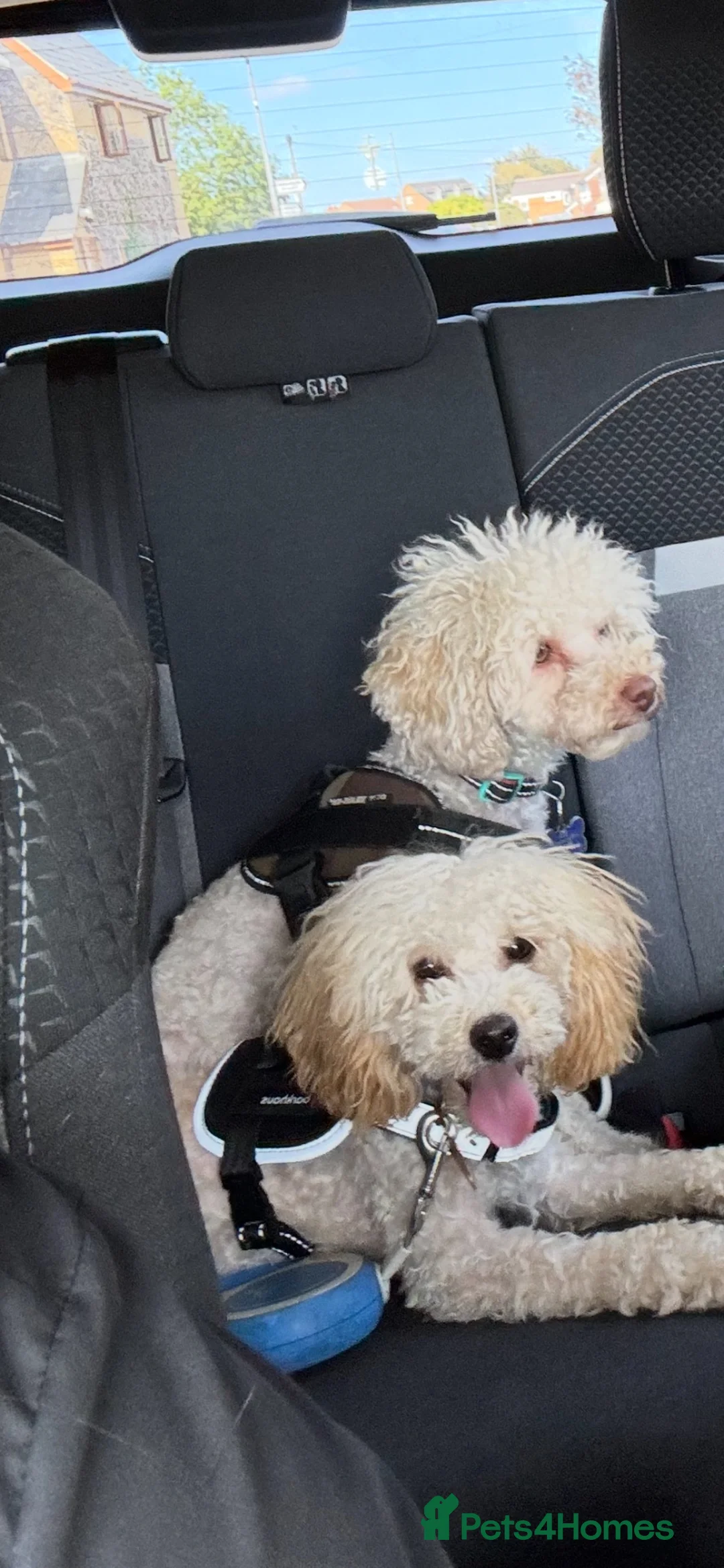Miniature Poodle dogs for sale: Female Poodle - Advert 2
