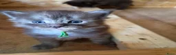 Maine Coon cats for sale: 1 Boy 1 Girl TAKE HOME TODAY - Advert 38