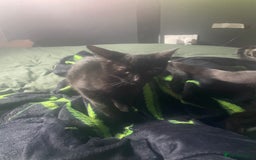 Domestic Shorthair cats for sale: Beautiful black boy looking for a furrever home!! - Image 5