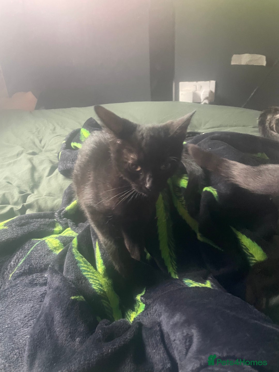 Domestic Shorthair cats for sale: Beautiful black boy looking for a furrever home!! - Image 5
