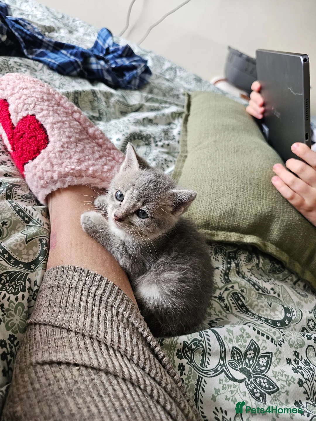 Mixed Breed cats for sale: Grey girl kitten  - Advert 1