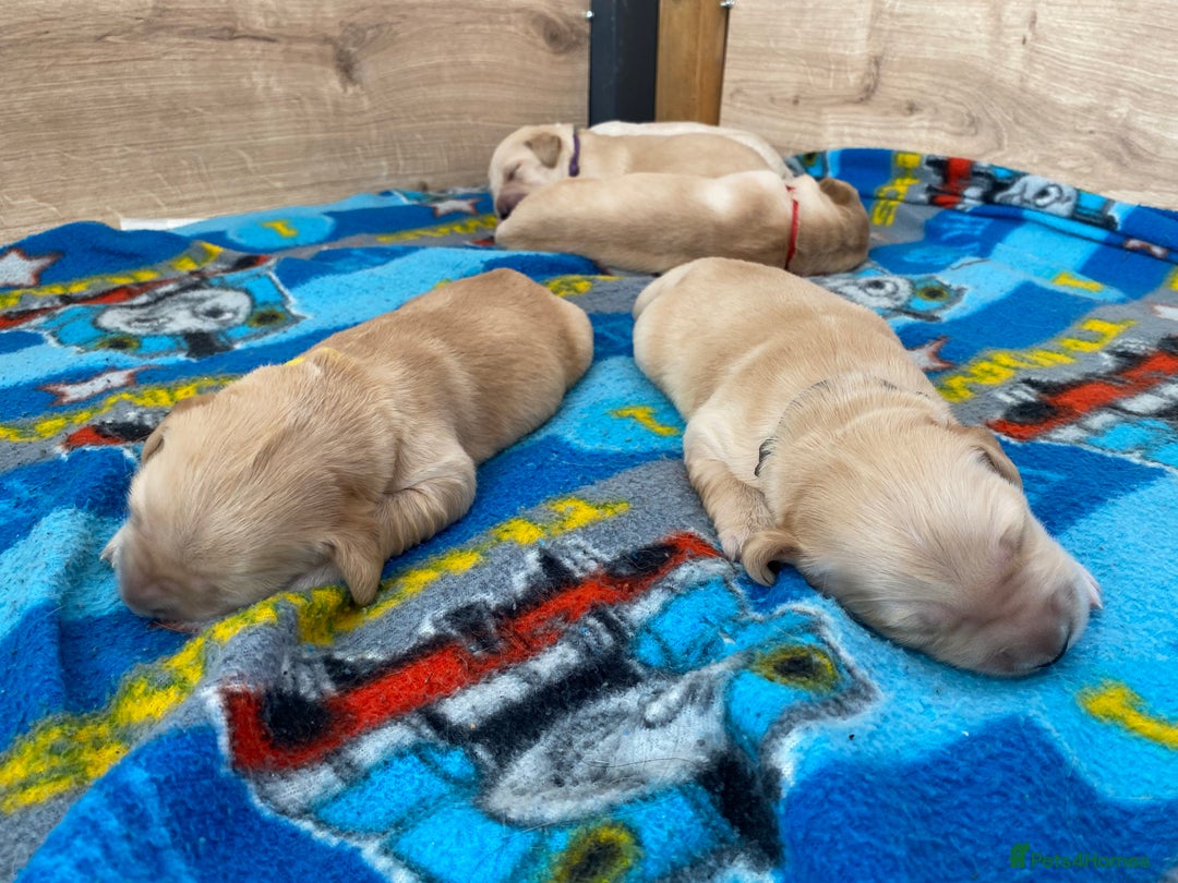 Golden Retriever dogs for sale: 🐾Sweet Golden Retriever Puppies-5 generation KC🐾 - Image 32