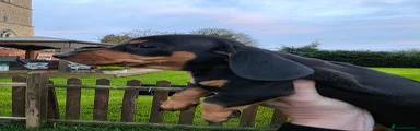 Dachshund Puppy 2
